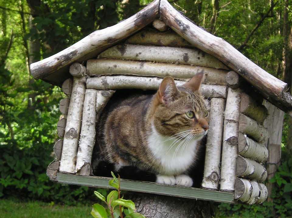 cat in a house
