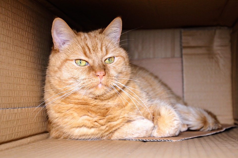 cat in a box