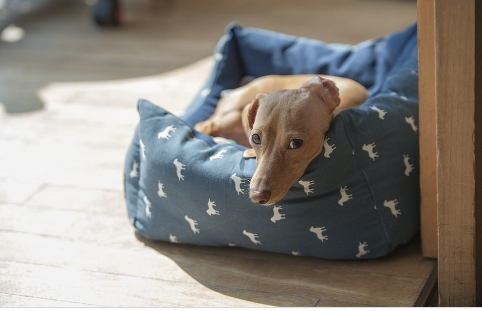 dog bed