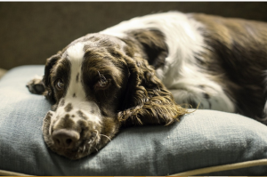 provide a space for dog